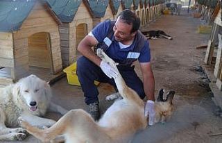 Bingöl’de 110 sokak hayvanı sahiplendirildi