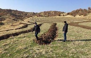 Bingöl’de 210 dönümlük alana bal ormanı kuruldu