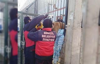 Bingöl’de demir parmaklıklara sıkışan köpek...