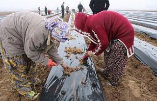 Bismil Belediyesi kadınlara yönelik iş ortamı...
