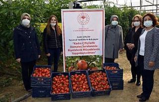 Biyoteknik mücadeleli serada hasat başladı