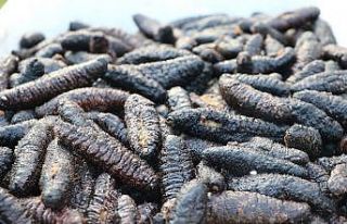 Bodrum Kent Konseyi Başkanı Yılmaz; "Avcılık...