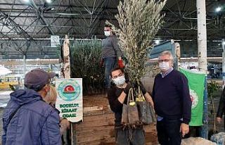 Bodrumlu üreticilere fidan dağıtımı