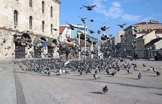 Bolu’da sessiz kalan sokaklardaki güvercinleri...