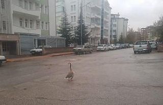 Boş sokakta kaz gezintiye çıktı