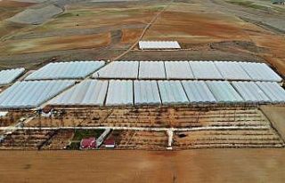 Bozkırın ortasında kurduğu seralarla kendi işinin...