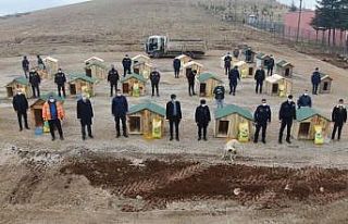 Bu ilçenin yöneticileri sokak hayvanları için...