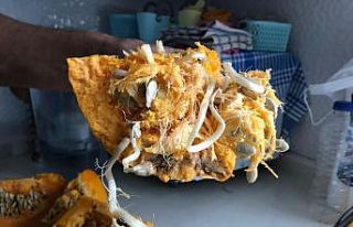 Bu kabak görenleri şaşırttı