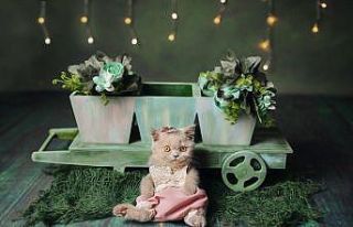 Bu stüdyoda sadece hayvanların fotoğrafı çekiliyor