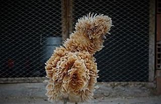 Bu tavuklar yemeklik değil seyirlik