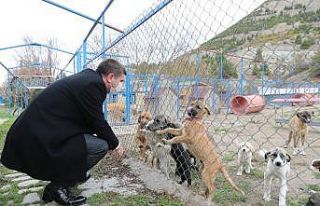 Burdur’da sokak köpeğinin katledildiği iddiasına...
