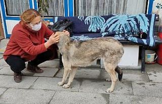 Burdur’da vahşet, köpeği koyuna saldırttı,...