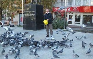 Burhaniye’de güvercinleri imece ile besliyorlar