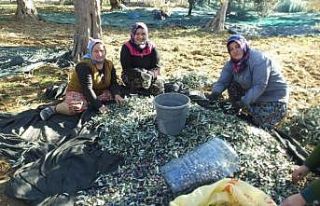 Burhaniye’de zeytinciye hasat izin belgesi