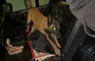 Bursa’da narkotik köpeği Galya 900 gram metamfetamin...