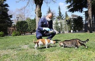 Bursa’da sokak hayvanlarına 62 ton mama