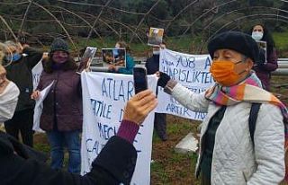 Büyükada’da “Ruam”dan itlaf edilen atlar ölüm...