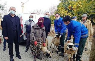 Büyükşehir, sakız koyunu dağıtımına devam...