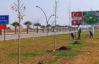 Büyükşehirden ağaçlandırma seferberliği