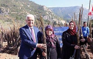 Büyükşehir’den Ceviz fidanı dağıtımı