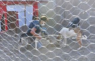 Büyükşehir’den sokak hayvanları gönüllülerine...