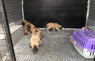 Çalılıklarda bulunan yavru köpekler koruma altına...
