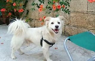 Çalınan köpeklerini arıyorlar
