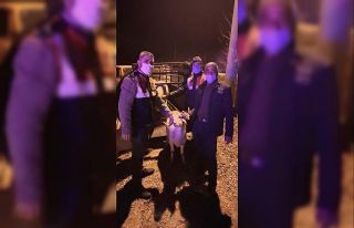 Çalınan koyunları kesilmekten JASAT kurtardı