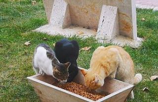 Çameli Belediyesi sokak hayvanlarına özel ilgi...