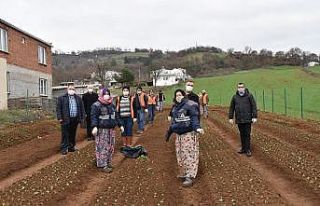 Çan Belediyesi salep fidanlarını toprakla buluşturdu
