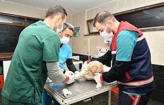 Can dostlarına 11 ayda 132 ton mama