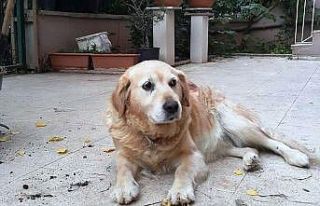 Can dostu çalındı hayatı alt üst oldu