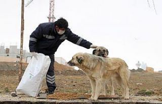 Çankaya Belediyesi sokak hayvanlarını unutmuyor