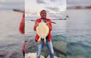 Caretta Caertta deniz kaplumbağasını balıkçılar...