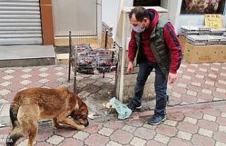 Çarşı esnafı sokak hayvanlarına sahip çıkıyor