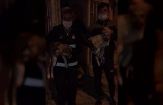 Çatıda mahsur kalan 2 yavru köpek kurtarıldı