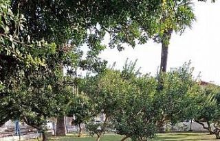 Çeşme’deki sakız ağaçları koruma altında