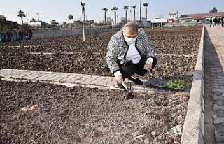 Ceyhan Belediyesi sebze yetiştirip dağıtacak