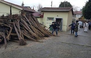 Chandler cinsi ceviz fidanlarının dağıtımı yapıldı