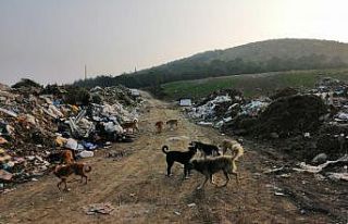 Çöplük taşındı, köpekler aç kaldı