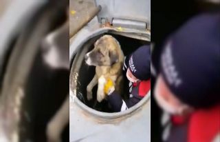 Çöpün içine düşen köpeği temizlik görevlisi...