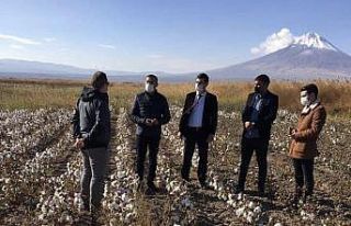 Çukurovada Pamuk hasadı zamanı