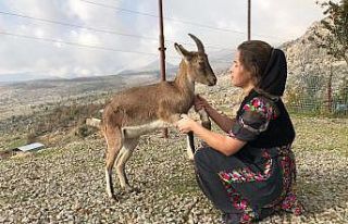 Dağ keçisi evin ‘Gule’si oldu