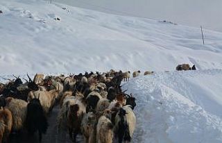 Dağda mahsur kalan koyunlar kurtarıldı