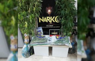 Dalaman’da esrar operasyonu