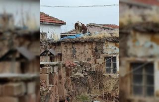 Dama çıkan inek vinçle indirildi