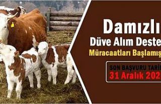 Damızlık düve alım desteği müracaatları başladı