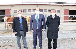 Damızlık Düve Merkezinin ilk düveleri İsviçre’den...