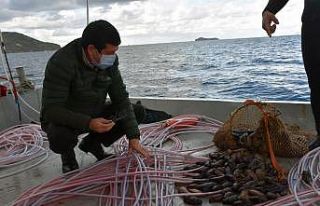 Deniz patlıcanında kota 40 kilo