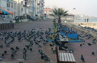 Denizin ve güneşin tadını kuşlar çıkardı